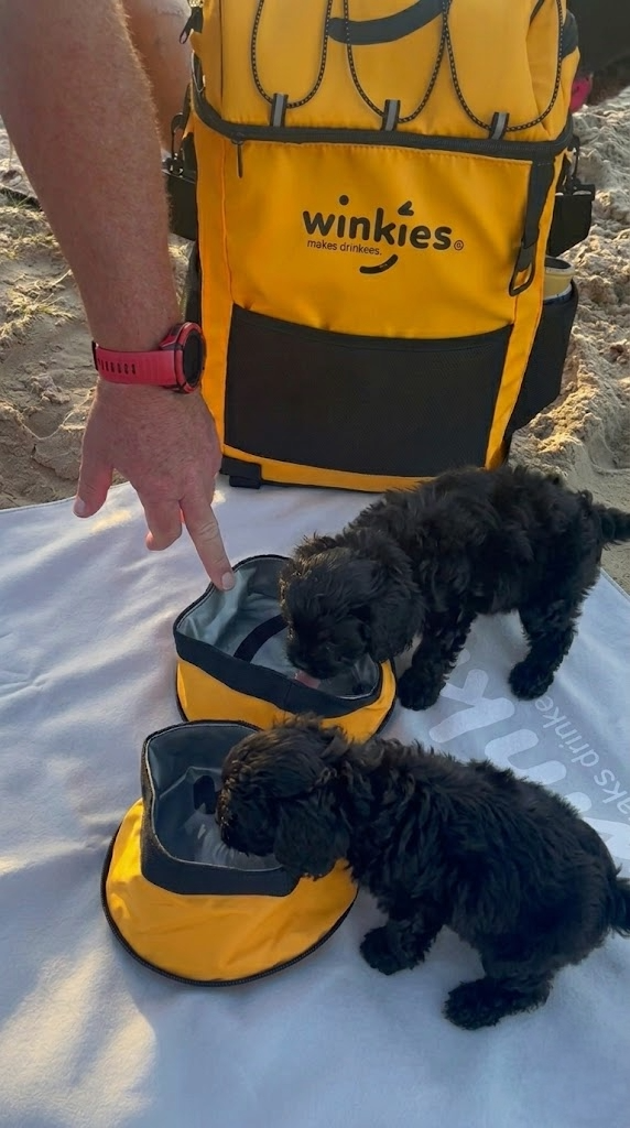 What to Pack in Your Cooler for a Day Out With Your Dog
